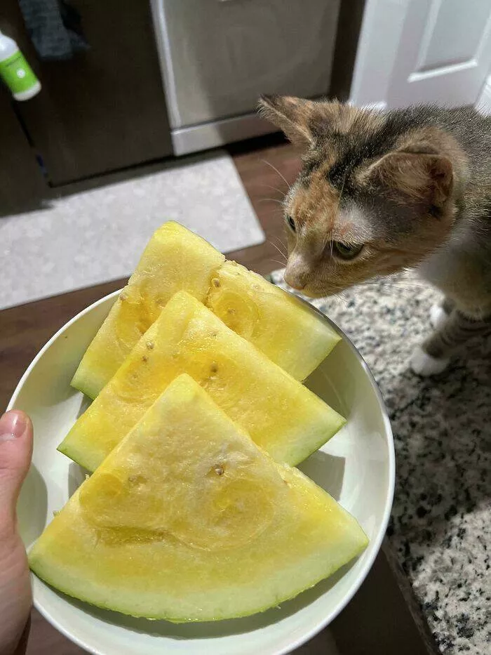 Intriguing photos with amazing stories - #38 Watermelon Had a Yellow Interior Instead of Red