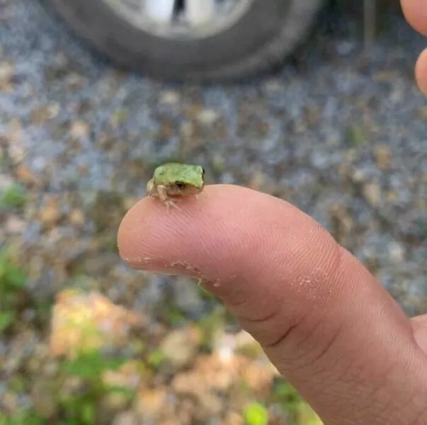 Intriguing photos with amazing stories - #4 Tiny Frog Surprises Me on My Truck Mirror