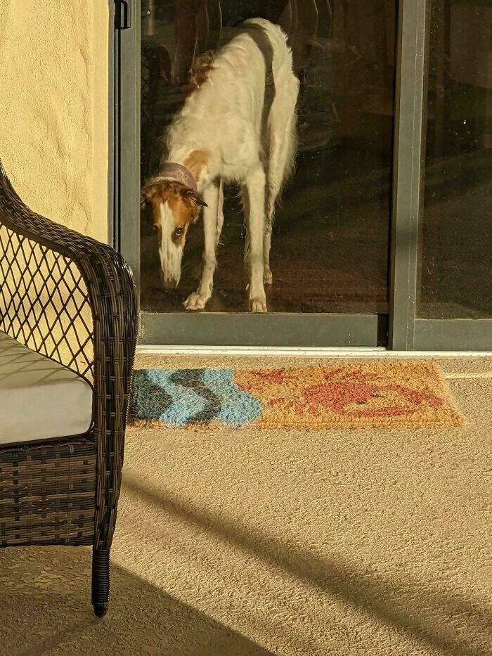 Intriguing photos with amazing stories - #8 Dog Portrait Looks Like It Belongs in a Classic Oil Painting