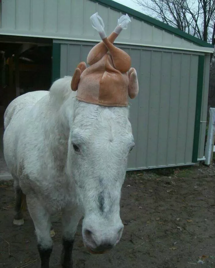 Moments bizarres captures sur le net - #13 