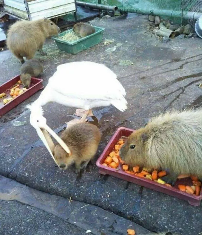 Moments bizarres captures sur le net - #17 