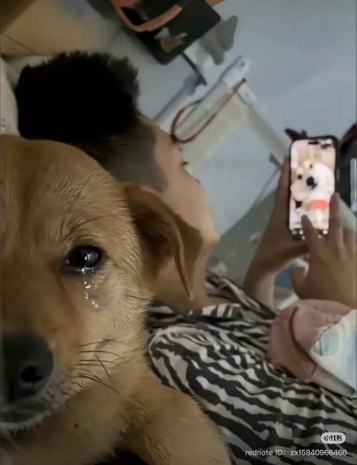 Moments bizarres captures sur le net - #18 