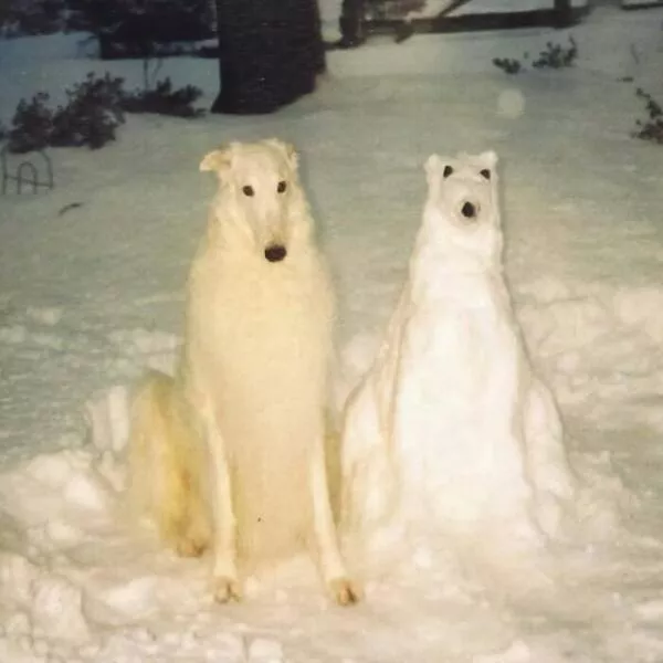 Moments bizarres captures sur le net - #46 