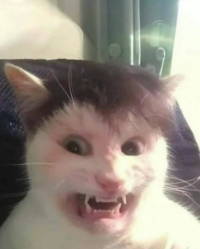 Weird moments spotted online