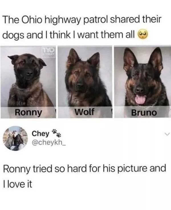 Memes animaliers hilarants et adorables - #1 