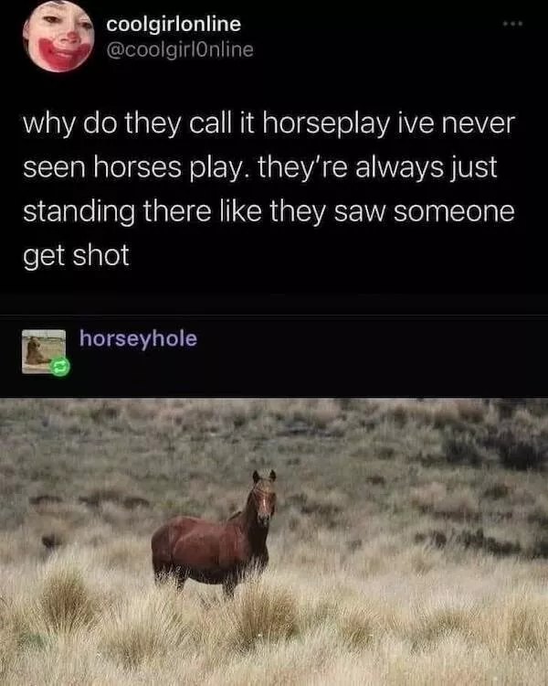 Absolutely hilarious animal memes - #10 