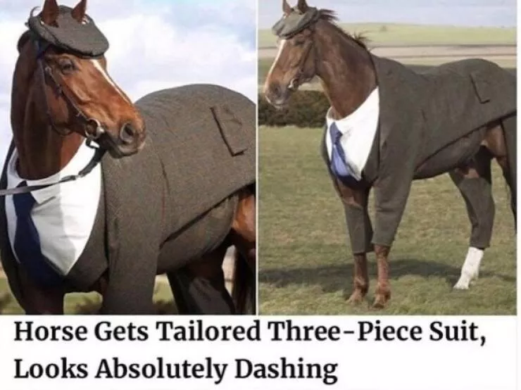 Absolutely hilarious animal memes - #12 