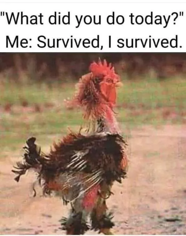Memes animaliers hilarants et adorables - #13 