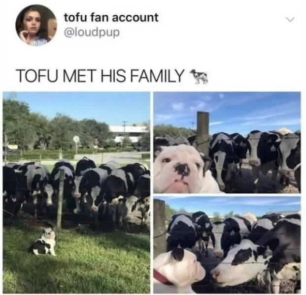 Absolutely hilarious animal memes - #14 