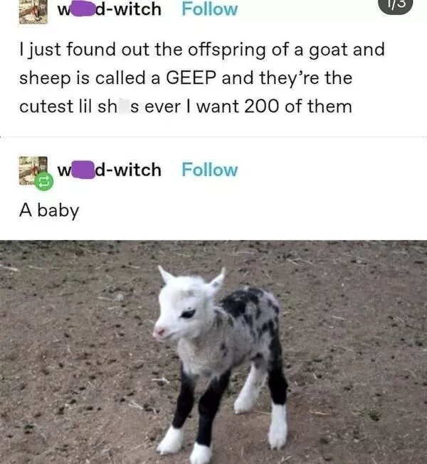 Absolutely hilarious animal memes - #15 