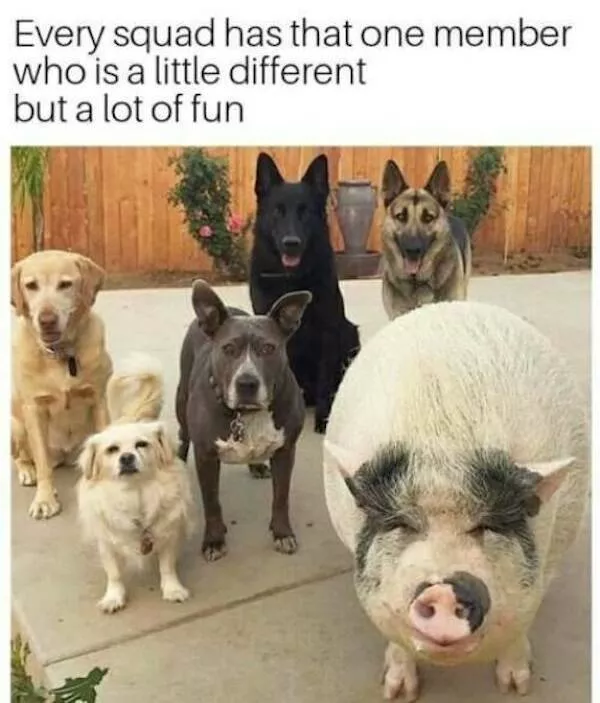 Memes animaliers hilarants et adorables - #16 