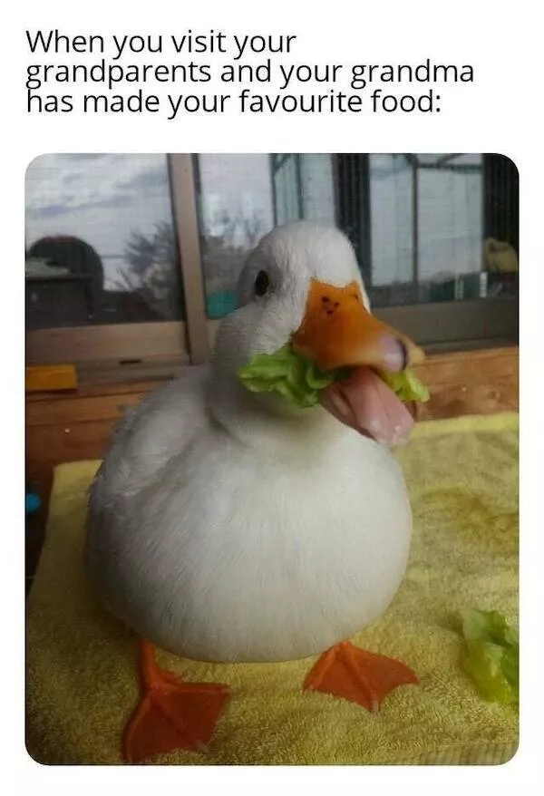 Absolutely hilarious animal memes - #17 
