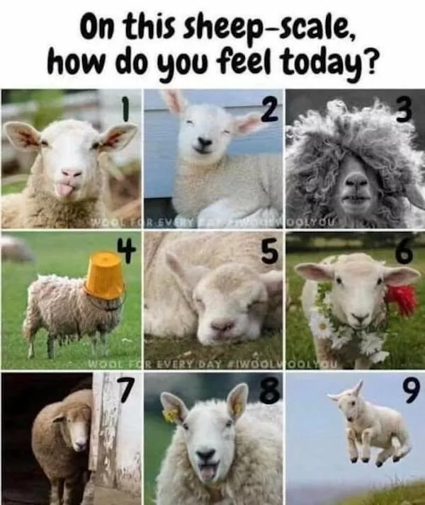 Memes animaliers hilarants et adorables - #18 