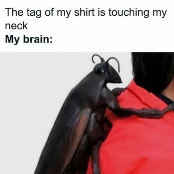 Memes animaliers hilarants et adorables - #2 