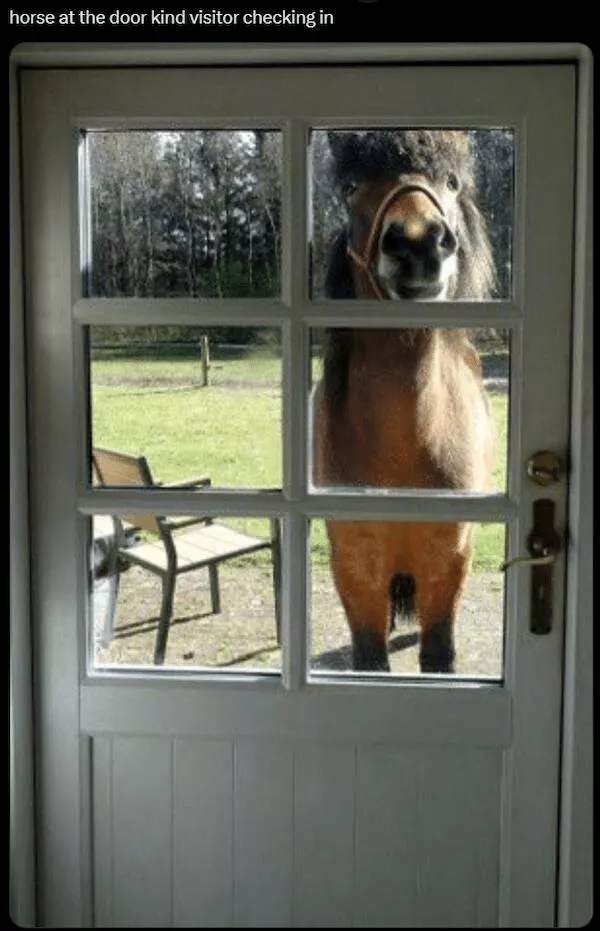 Absolutely hilarious animal memes