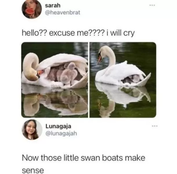 Absolutely hilarious animal memes