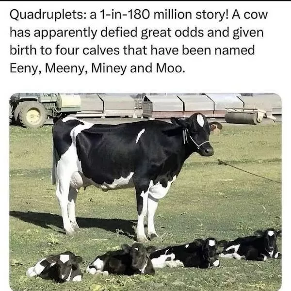 Absolutely hilarious animal memes - #3 