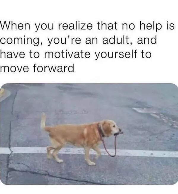 Memes animaliers hilarants et adorables - #4 