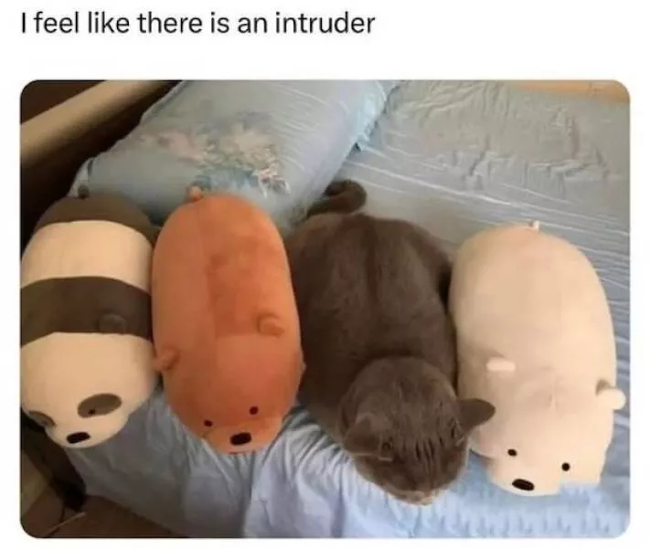 Memes animaliers hilarants et adorables - #5 