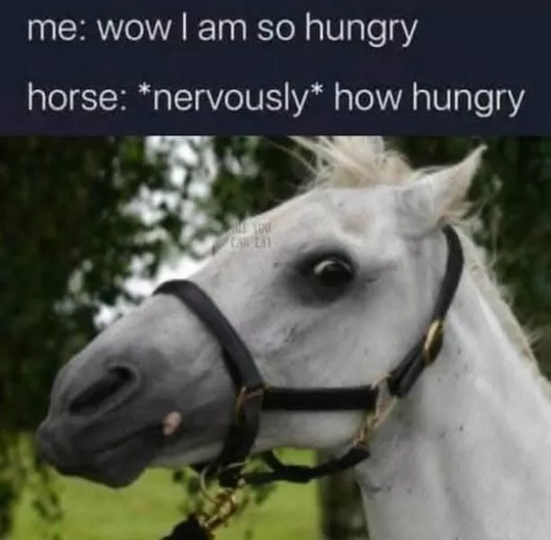 Memes animaliers hilarants et adorables - #6 
