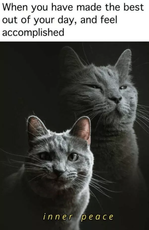 Memes reconfortants qui font comme un calin - #12 