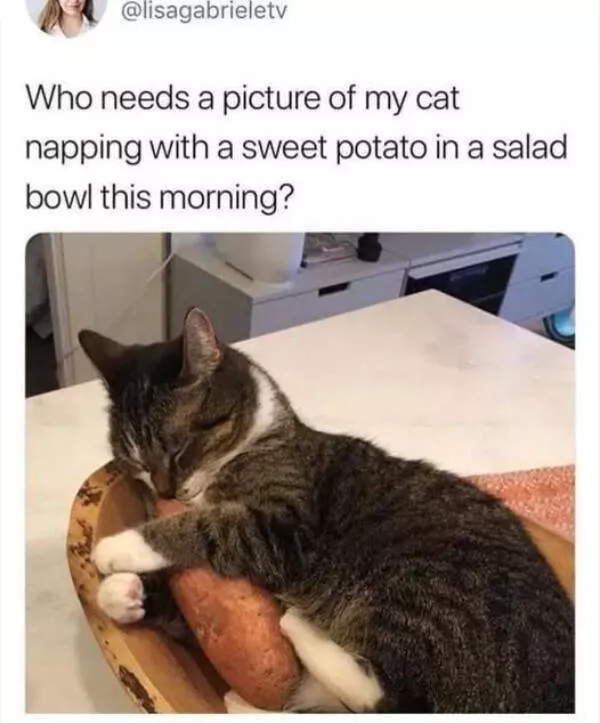 Heartwarming memes that feel like a hug