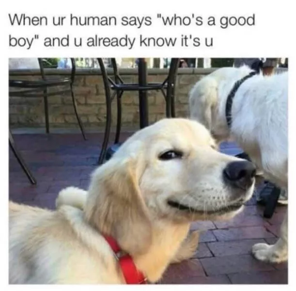 Heartwarming memes that feel like a hug - #18 