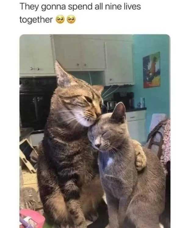 Heartwarming memes that feel like a hug - #26 