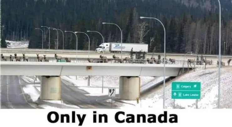 Ces memes canadiens sont a mourir de rire - #29 