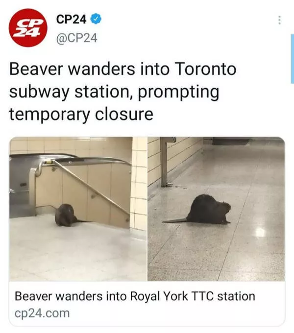 Ces memes canadiens sont a mourir de rire - #39 