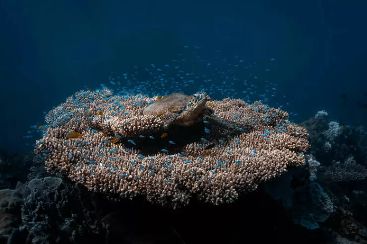 Photos animalieres epoustouflantes la nature en chef doeuvre - #1 