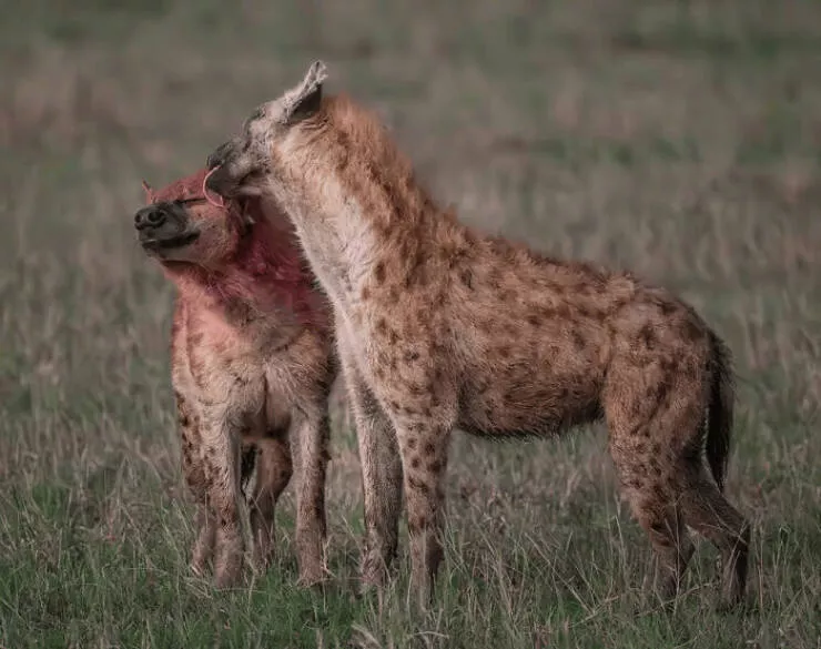 Photos animalieres epoustouflantes la nature en chef doeuvre - #10 Mention Spéciale : La Fièvre par Kaushiik Subramaniam, Royaume-Uni