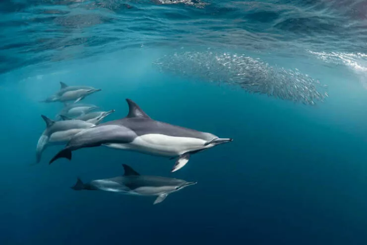 Photos animalieres epoustouflantes la nature en chef doeuvre - #11 Mention Spéciale : Un Coup de Main par Valerie Neumann, États-Unis