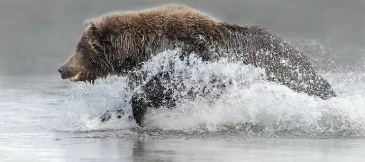 Photos animalieres epoustouflantes la nature en chef doeuvre - #12 Mention Spéciale : Pause Déjeuner par Fabi Fregonesi, Brésil
