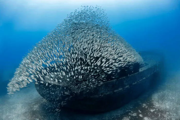 Jaw dropping wildlife shots that show natures true art - #13 Third Place: Eureka Moment by Barbara Case, USA