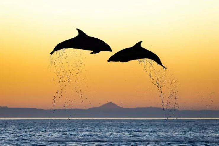 Jaw dropping wildlife shots that show natures true art - #14 Special Recognition: Setting Sail by Fabi Fregonesi, Brazil