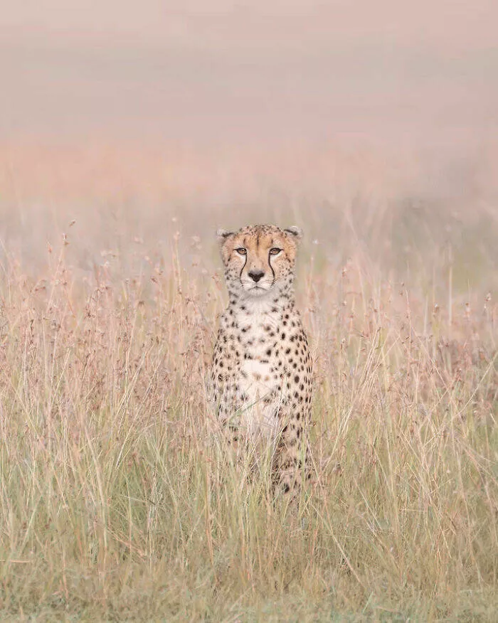 Photos animalieres epoustouflantes la nature en chef doeuvre - #17 Mention Spéciale : Frères du Vent par Charles Janson, États-Unis
