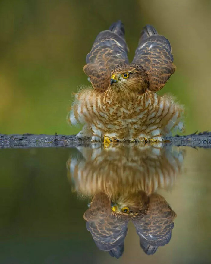 Photos animalieres epoustouflantes la nature en chef doeuvre - #18 Mention Spéciale : Grâce dans le Silence par Jayakumar Mn, Émirats Arabes Unis