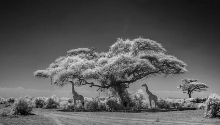 Photos animalieres epoustouflantes la nature en chef doeuvre