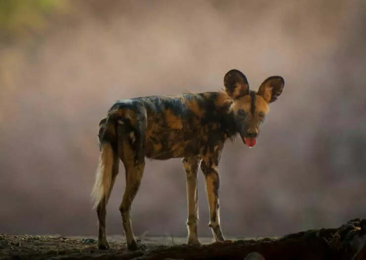 Jaw dropping wildlife shots that show natures true art - #23 Special Recognition: Beyond the Pride by Jayakumar Mn, UAE