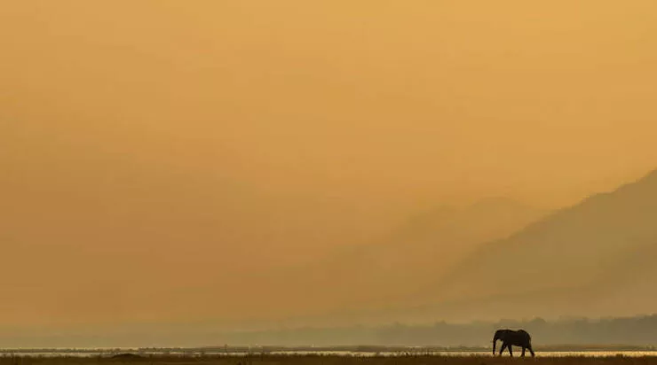 Jaw dropping wildlife shots that show natures true art - #24 Special Recognition: Looking Back by Turgay Uzer, USA