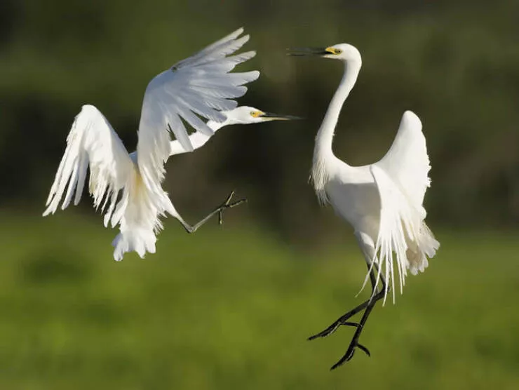 Photos animalieres epoustouflantes la nature en chef doeuvre - #25 Mention Spéciale : Coucher de Soleil sur le Zambèze par Turgay Uzer, États-Unis