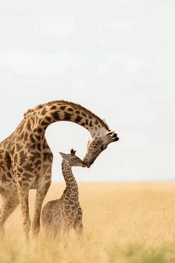 Photos animalieres epoustouflantes la nature en chef doeuvre - #3 Mention Spéciale : Frustrée par Barbara Case, États-Unis