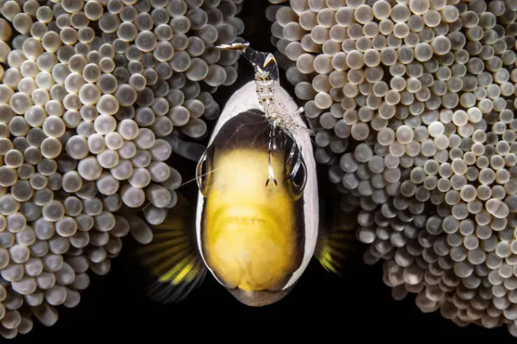Photos animalieres epoustouflantes la nature en chef doeuvre - #4 Mention Spéciale : L’Amour Maternel par Miguel Bellido Lopez, Espagne