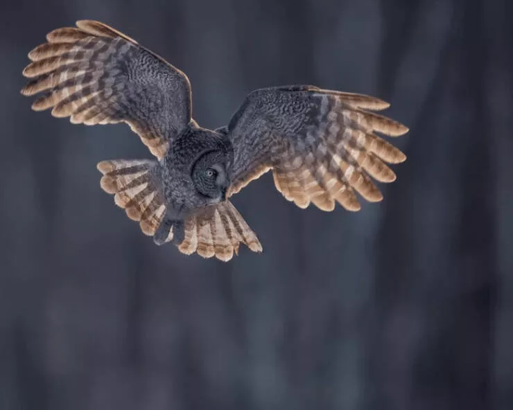 Jaw dropping wildlife shots that show natures true art - #5 Special Recognition: The Grab by Fabi Fregonesi, Brazil