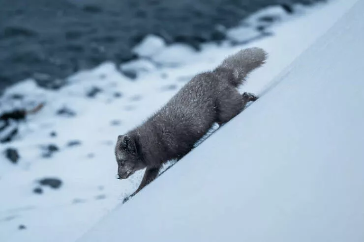 Photos animalieres epoustouflantes la nature en chef doeuvre - #6 Mention Spéciale : Chasseur de l’Aube par Charles Janson, États-Unis