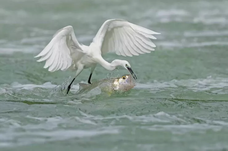 Photos animalieres epoustouflantes la nature en chef doeuvre - #7 Mention Spéciale : Descente Glissante par Nikita Chicherin, Allemagne