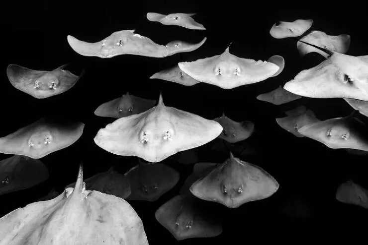 Photos animalieres epoustouflantes la nature en chef doeuvre - #9 Mention Spéciale : Le Plongeon par Fabi Fregonesi, Brésil