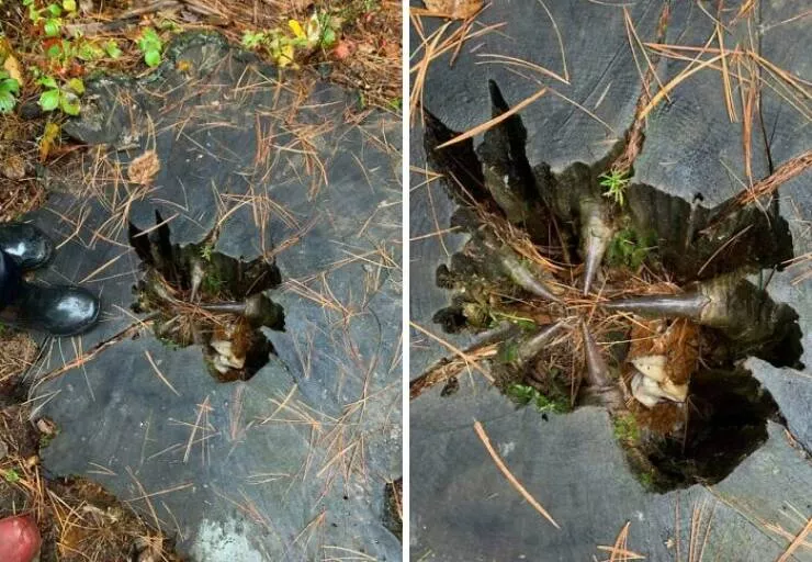 Creepy discoveries found deep in the woods - #1 A Strange Tree Stump Discovery