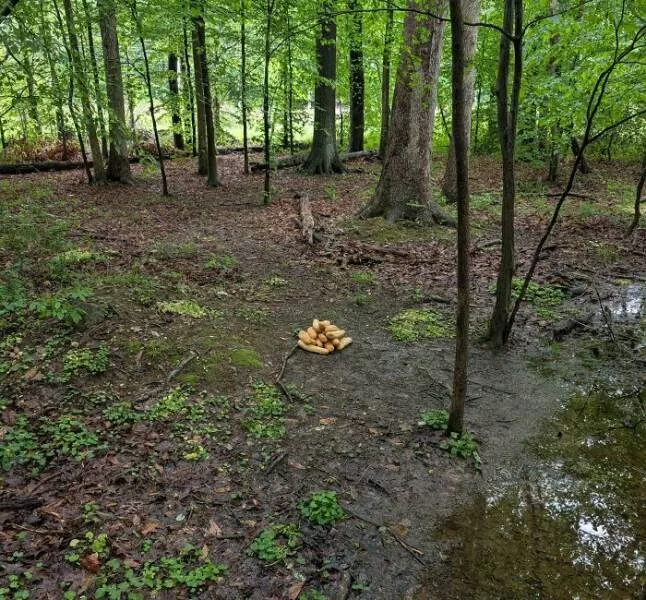 Creepy discoveries found deep in the woods - #15 A Pile of Baguettes Found in the Woods